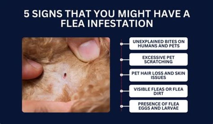 Are there fleas everywhere
