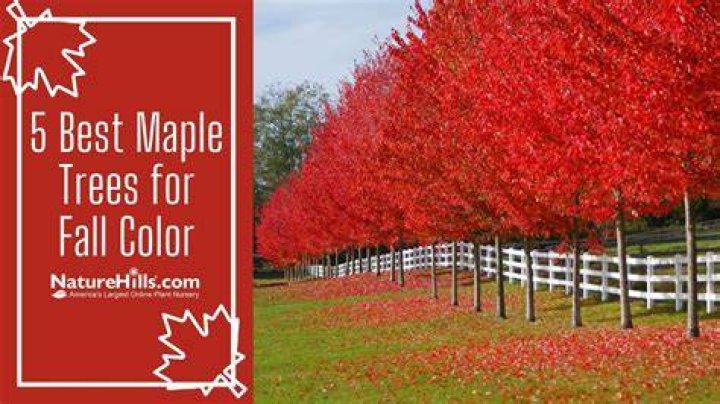 Are there maple trees in Kansas