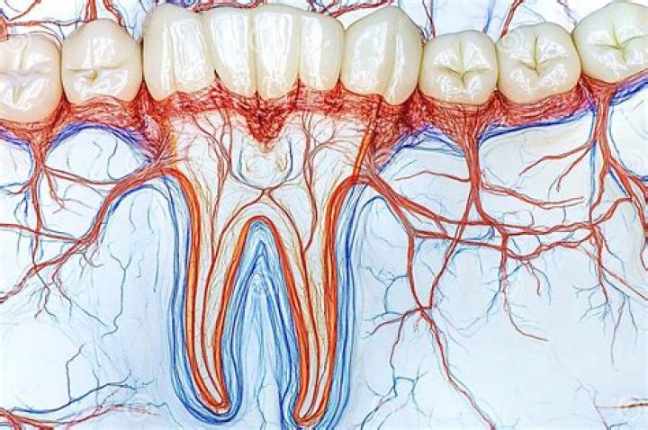 Are there nerves in your anus