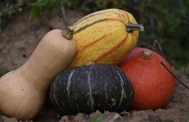 Are there non edible pumpkins
