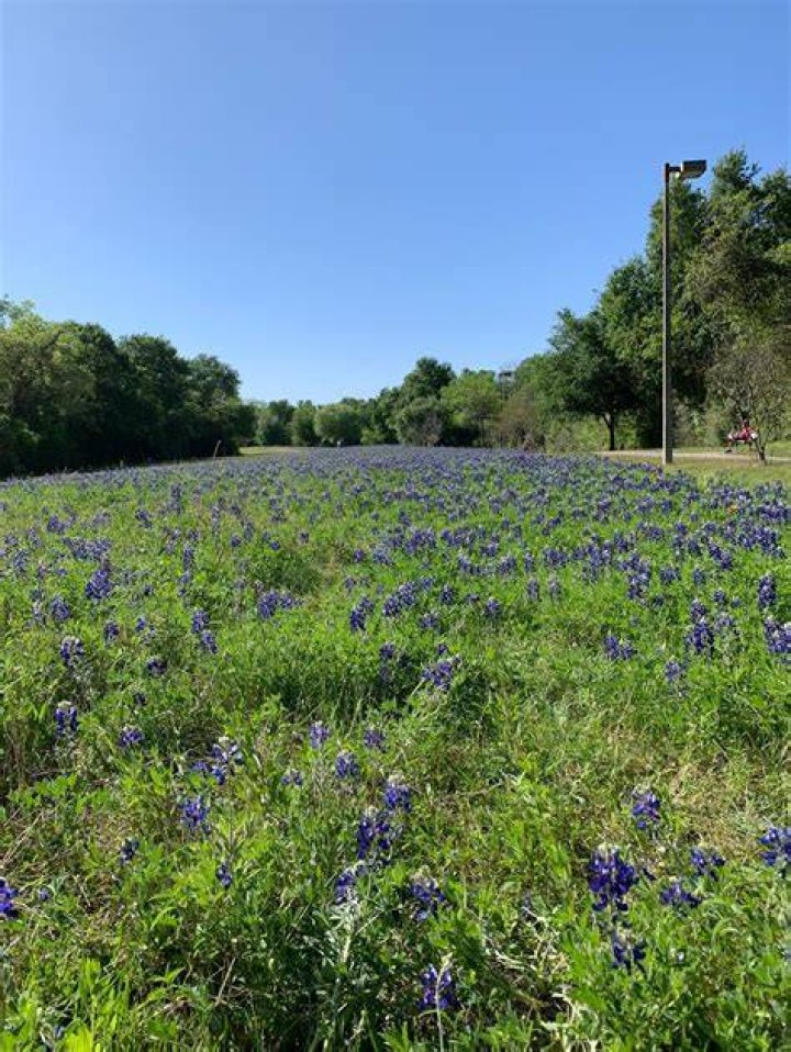 Are there still bluebonnets