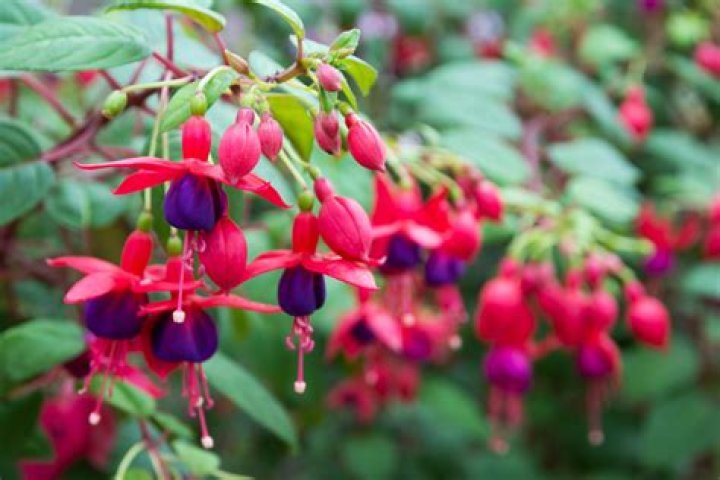 Are trailing fuchsia perennials