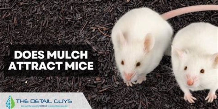Are white mice dangerous