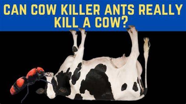 Can a cow killer ant kill a human