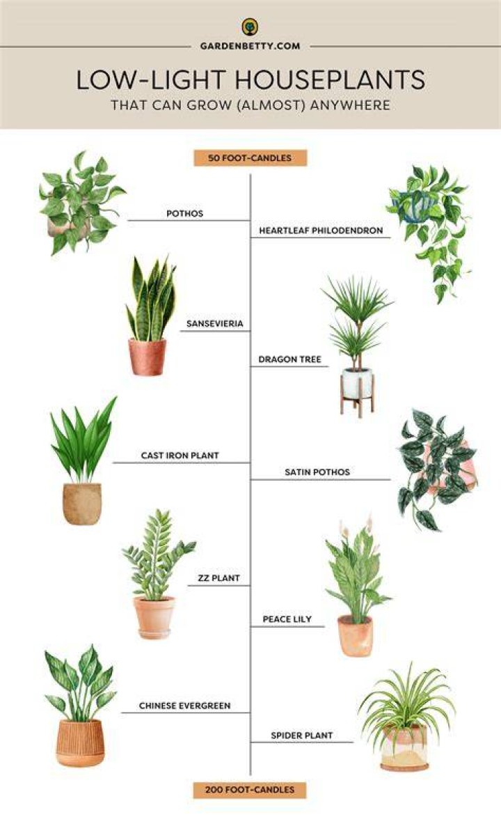 Can aloe tolerate low light