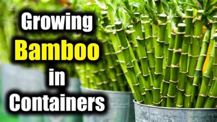 Can bamboo be grown hydroponically