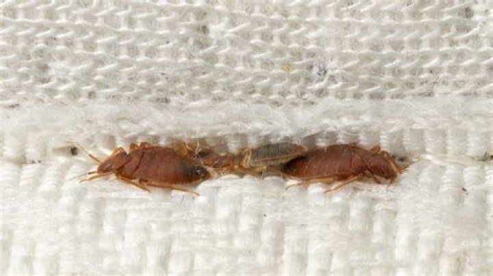 Can bed bugs live in covers