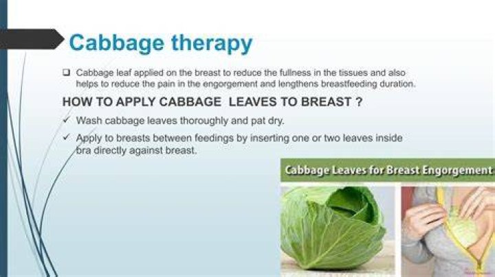Can cabbage help you lose weight