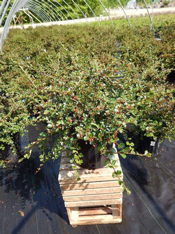 Can cotoneaster grow in shade