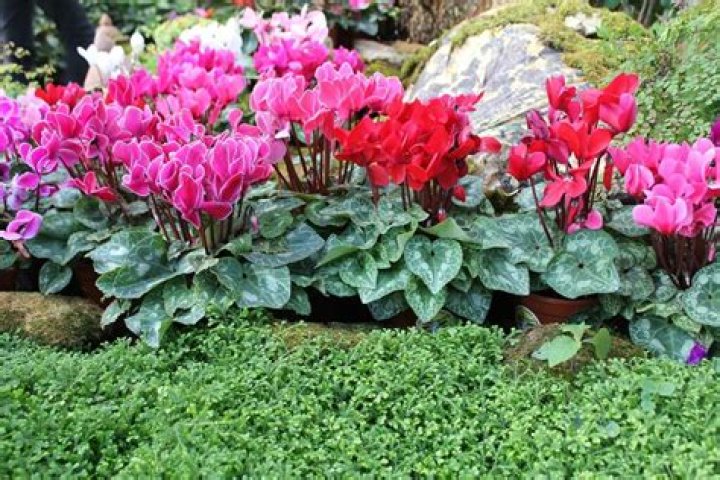 Can cyclamen take full sun