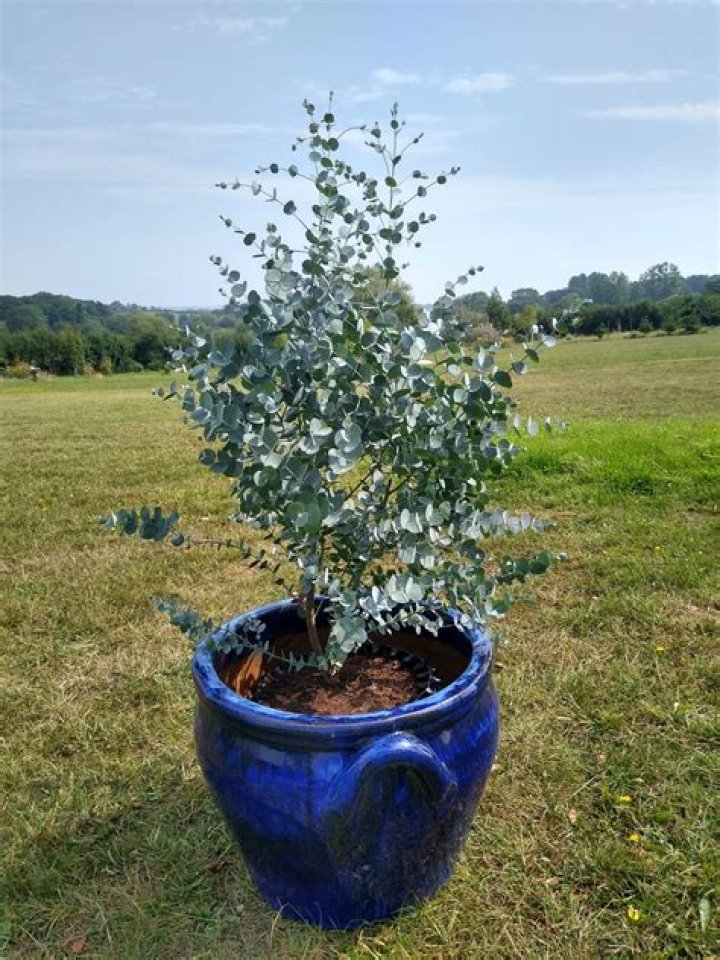 Can eucalyptus grow in pots