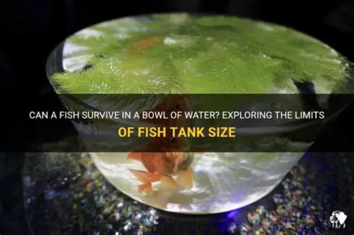 Can fish survive plastic bowl