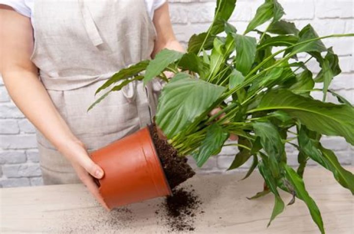 Can flowers be replanted