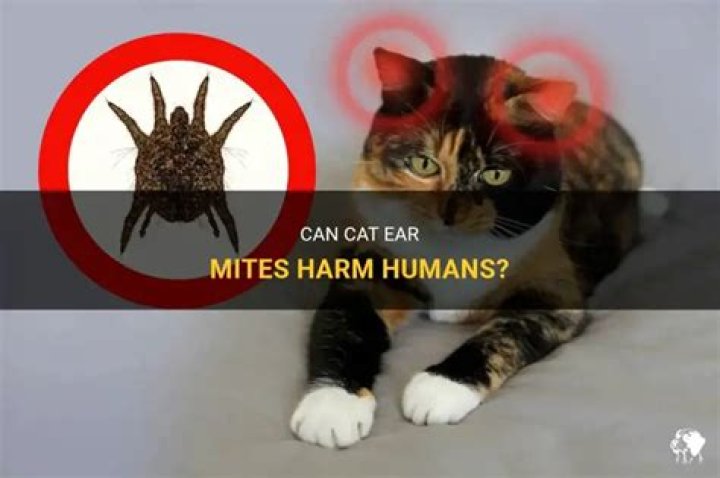 Can grain mites harm humans