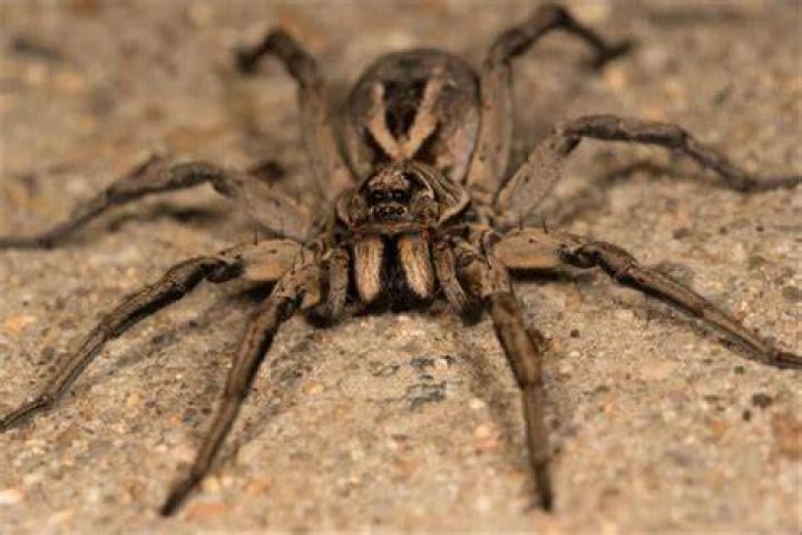 Can hobo spider kill you