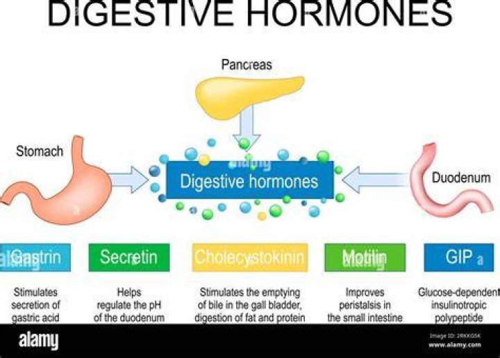 Can hormones affect digestion