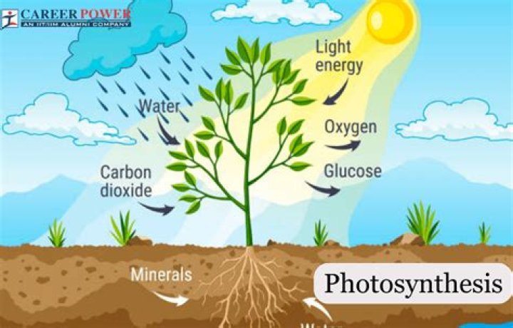 Can humans do photosynthesis