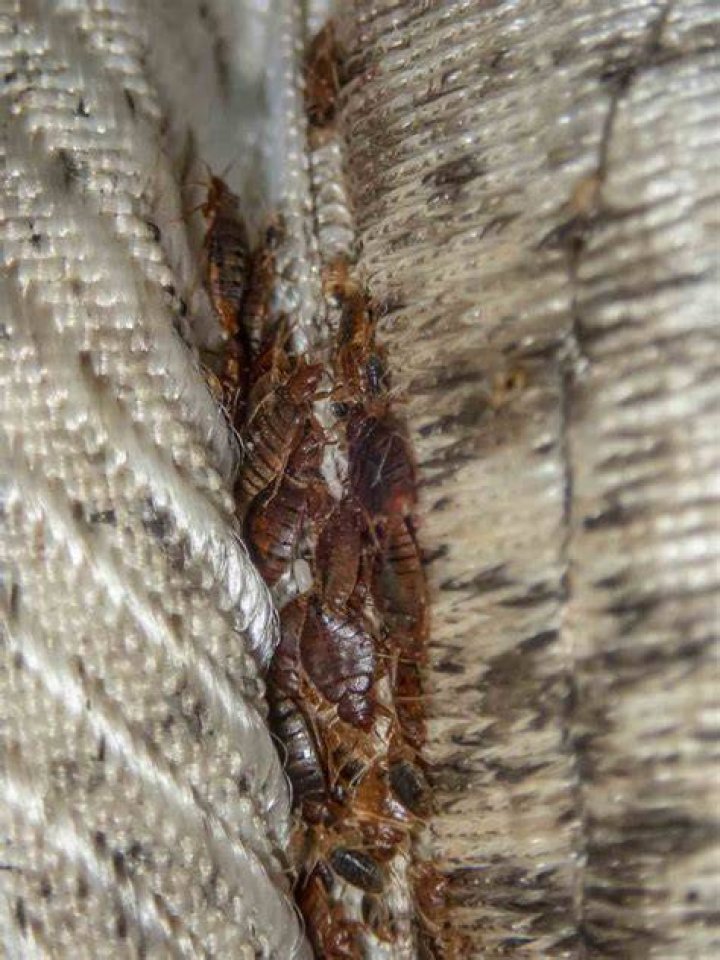 Can I bring bed bugs home