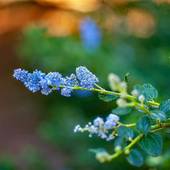 Can I cut back ceanothus
