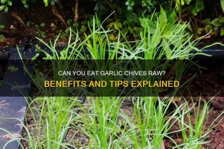Can I eat chives raw