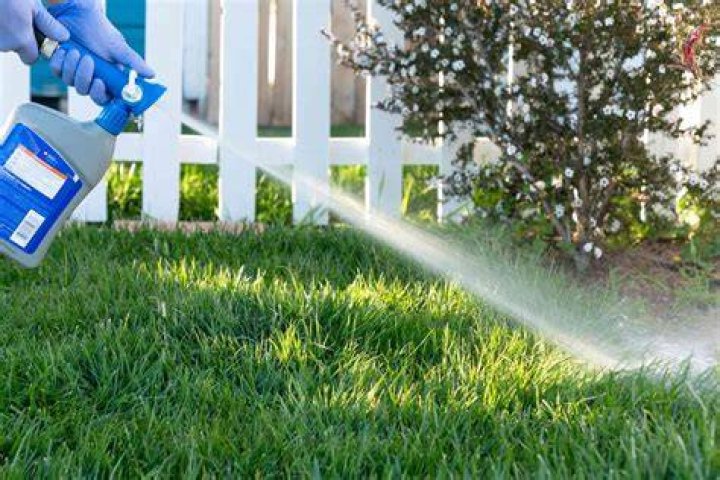 Can I have my yard sprayed for ticks