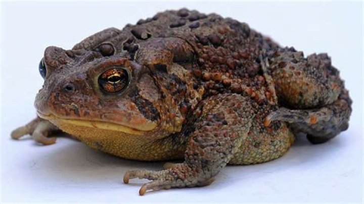 Can I keep an American toad as a pet