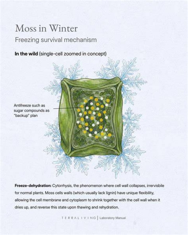 Can I kill moss in winter
