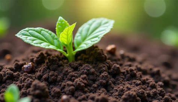 Can I use compost with ants in it