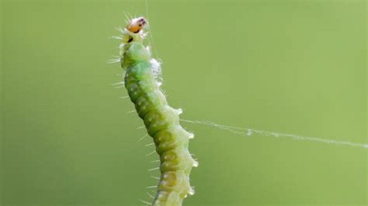 Can Inchworms be white