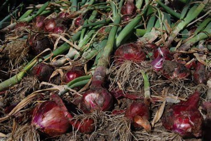 Can onions survive winter