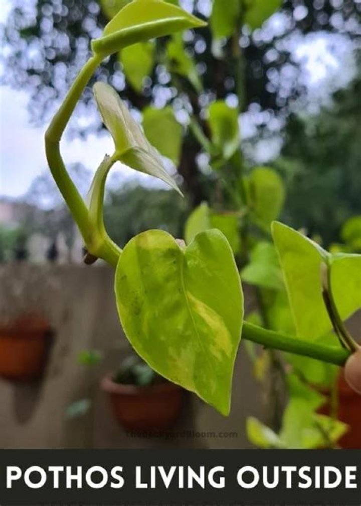Can pothos live outside in summer