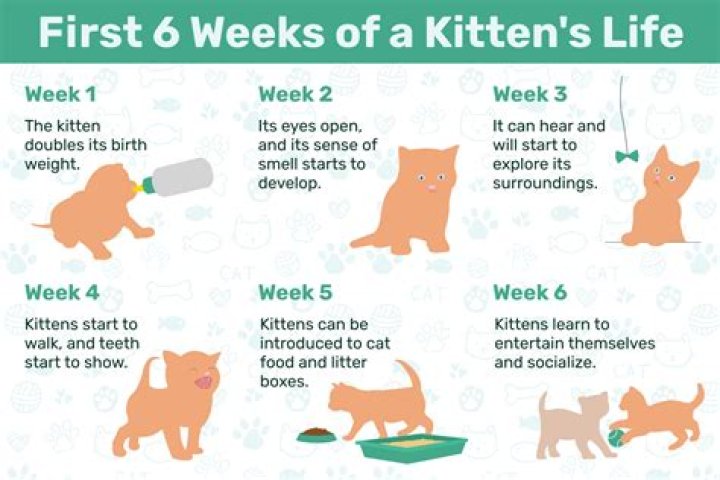 Can runt kittens survive