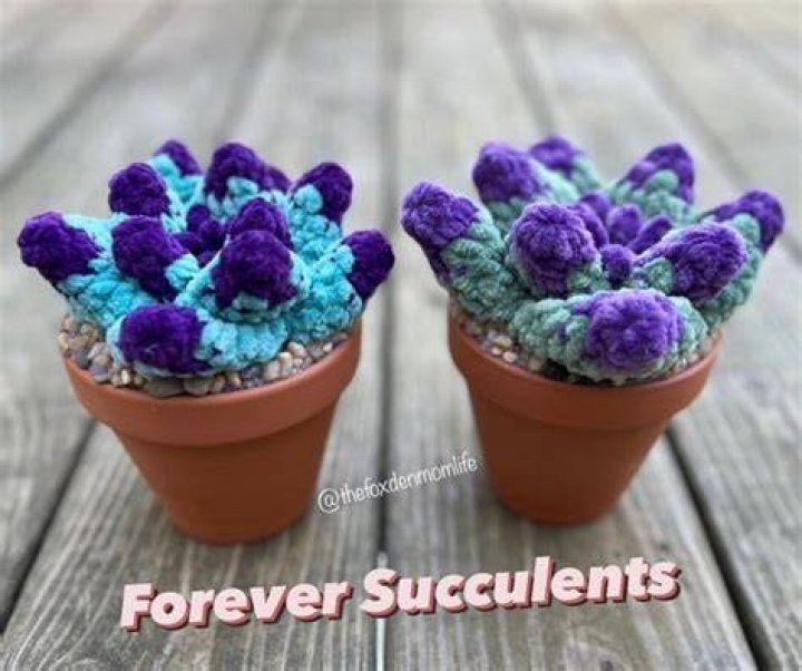 Can succulents live forever