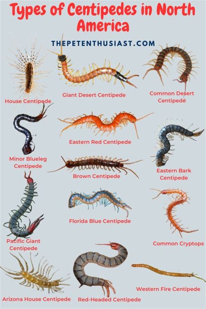 Can toads eat centipedes