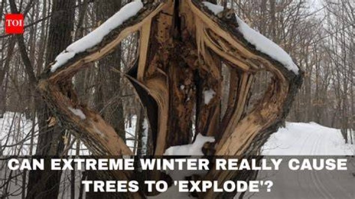 Can trees explode in a fire