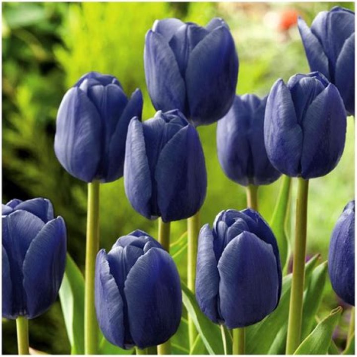 Can Tulips be blue