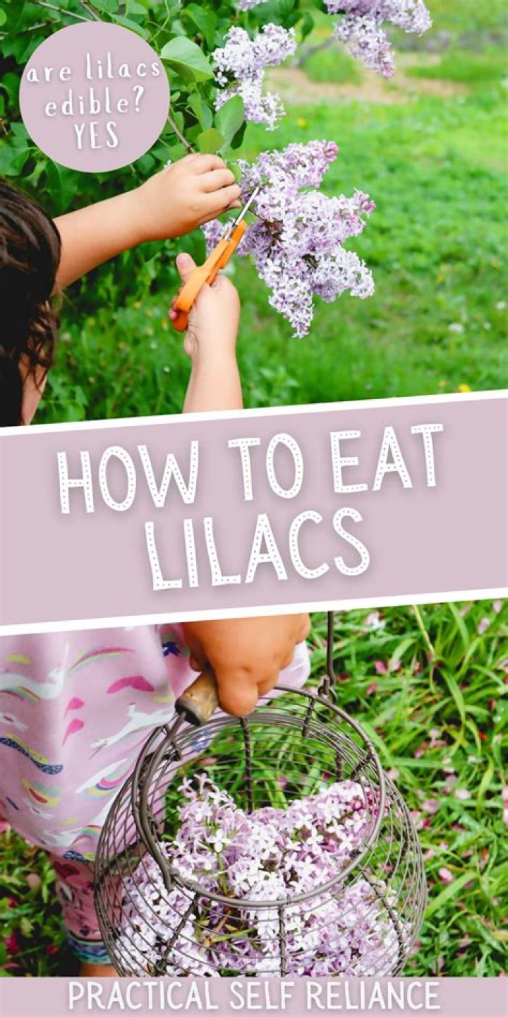 Can u eat lilacs