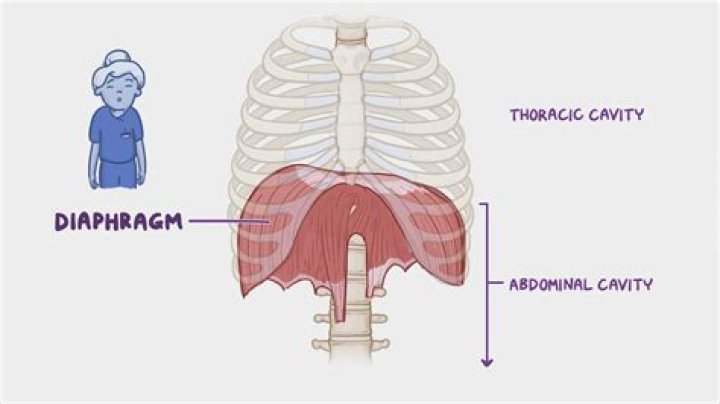 Can xiphoid process affect breathing