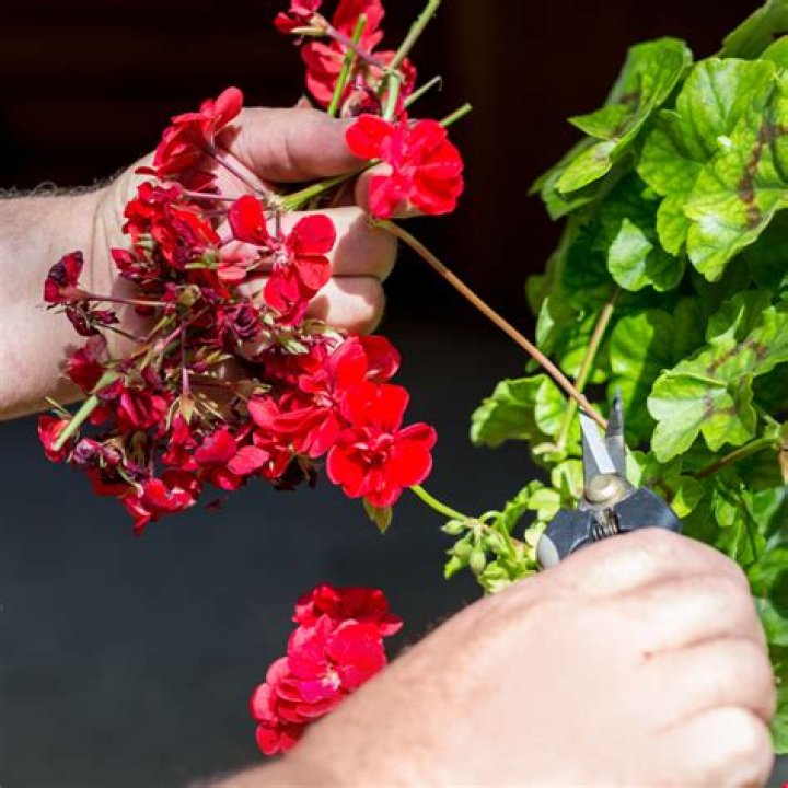 Can you cut back leggy geraniums