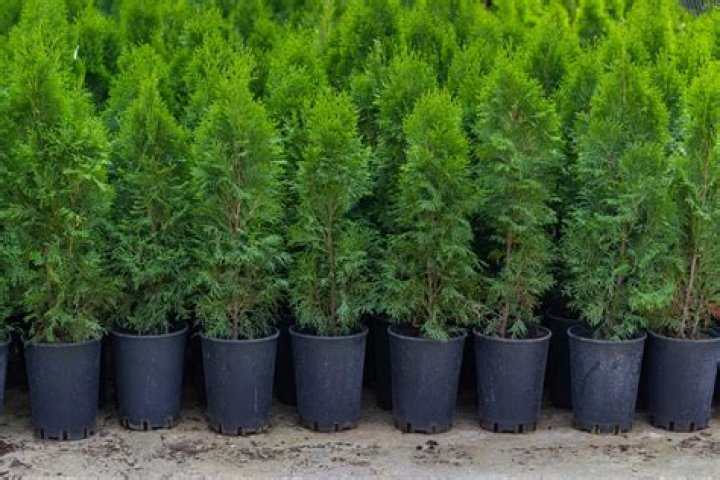 Can you dig up arborvitae