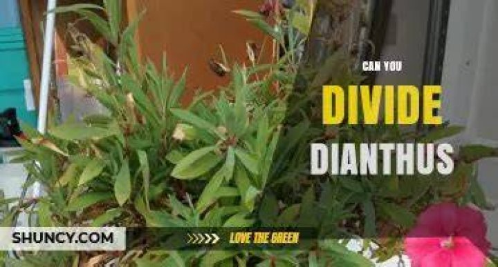 Can you divide dianthus