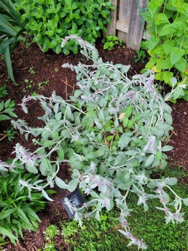 Can you dry lambs ear