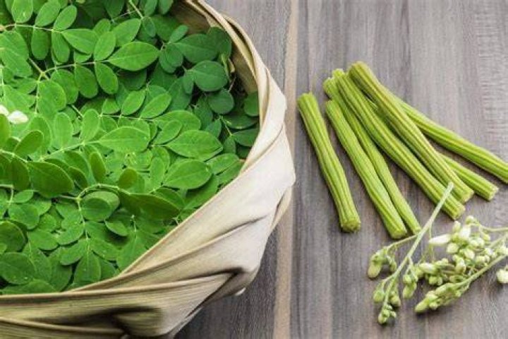 Can you eat moringa root