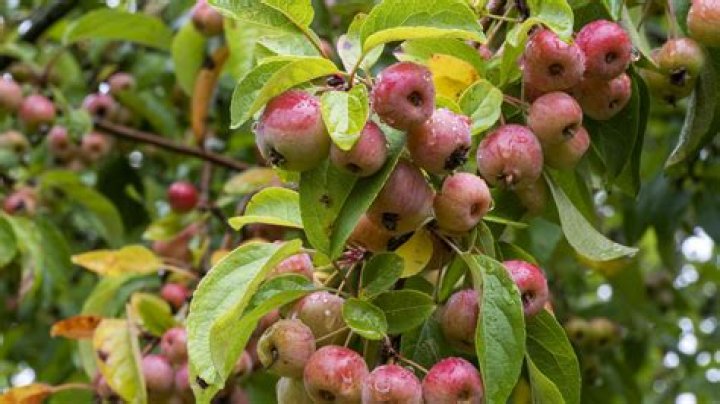 Can you eat tiny crab apples