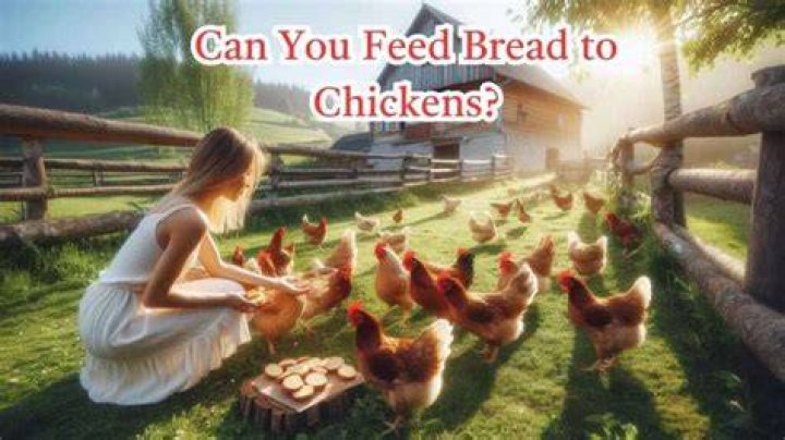 Can you feed bread to chickens