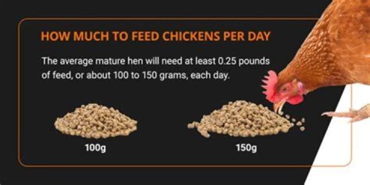 Can you feed chickens fish bones