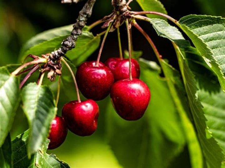 Can you get dwarf cherry trees