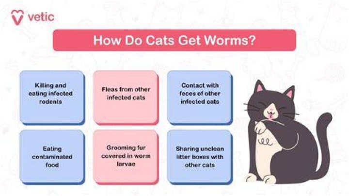 Can you get worms from a tick bite