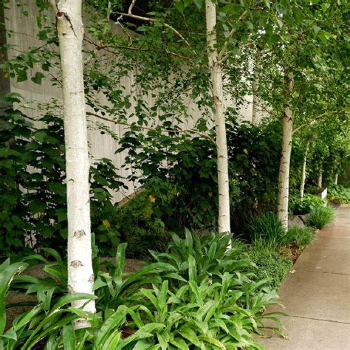 Can you keep a silver birch small