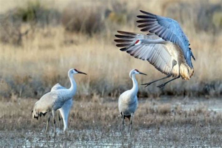 Can you kill sandhill cranes